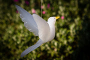 white dove with cremains